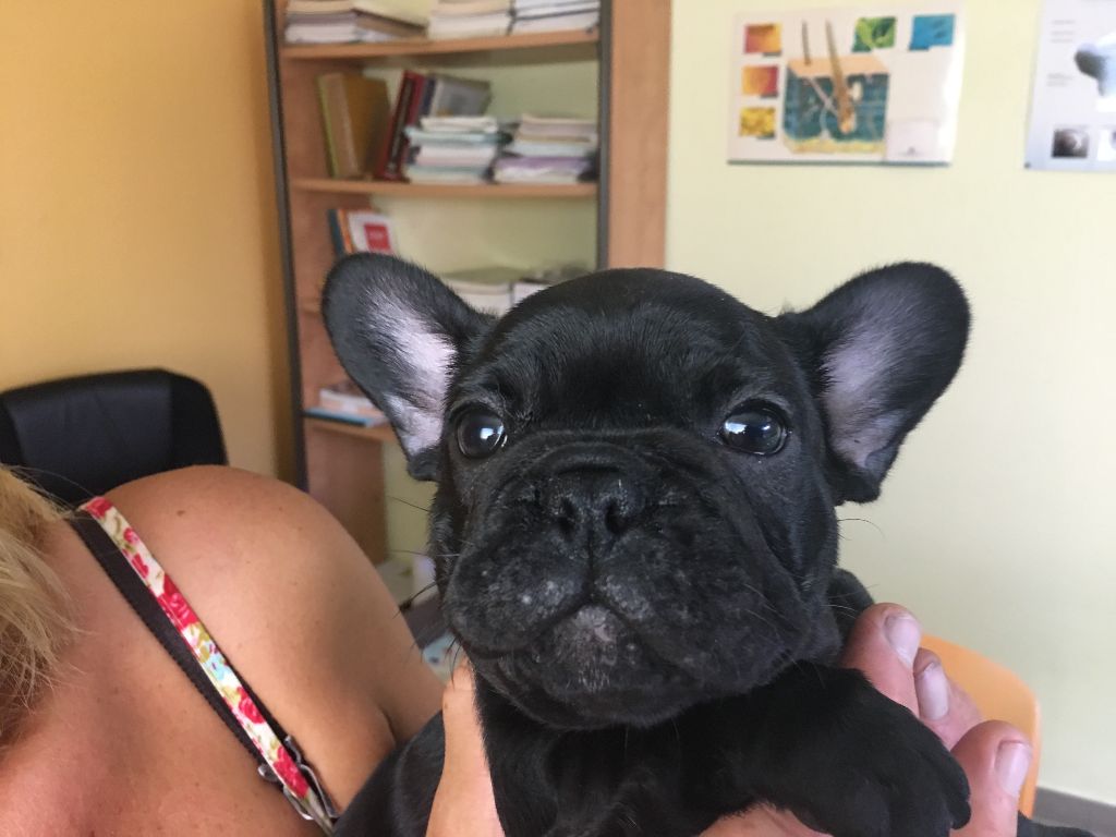 Des Flots Malouins - Chiots disponibles - Bouledogue français